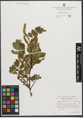 Foto von Salix waldsteiniana Willd.